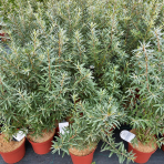 Rakytník rešetliakový (Hippophae rhamnoides) ´FRIESDORFER ORANGE´ - výška 70-80 cm, kont.C3L - SAMOOPELIVÝ